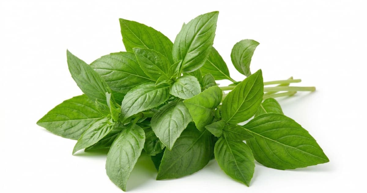 Basil