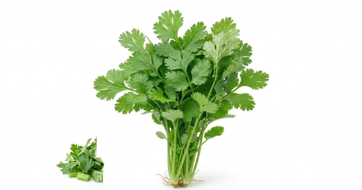 Cilantro